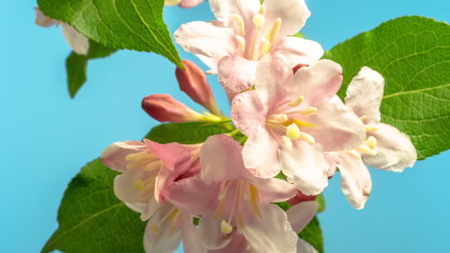 Weigela florida blooming growing and flowering against blue background in a time lapse 4k video.