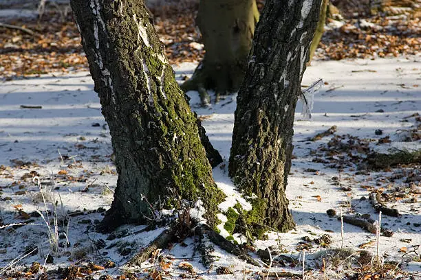 Treetrunks in a snowy winter landscape