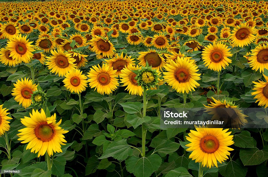 Sonnenblumen - Lizenzfrei Blatt - Pflanzenbestandteile Stock-Foto