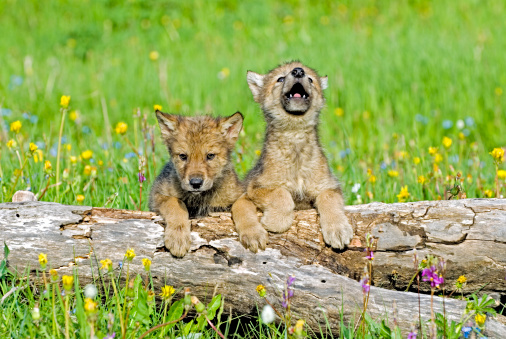 Baby wolf cubs near their den site. One howling for his mother.