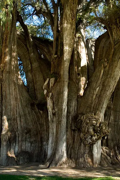 The Tule Tree Oaxaca Mexico