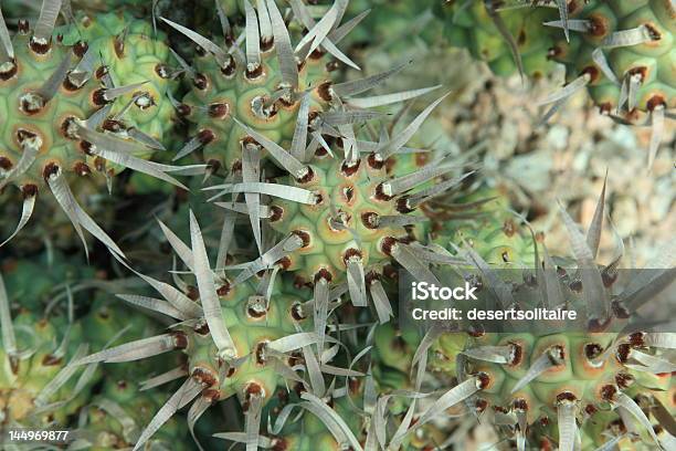 Seltsame Kaktus Stockfoto und mehr Bilder von Arizona - Arizona, Grün, Architektonische Säule