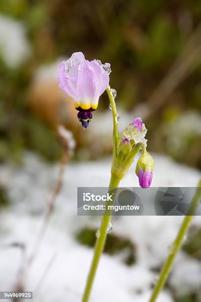 Tiro Estrella De Flores Silvestres En La Nieve Foto de stock y más banco de imágenes de Aire libre - Aire libre, Belleza, Belleza de la naturaleza