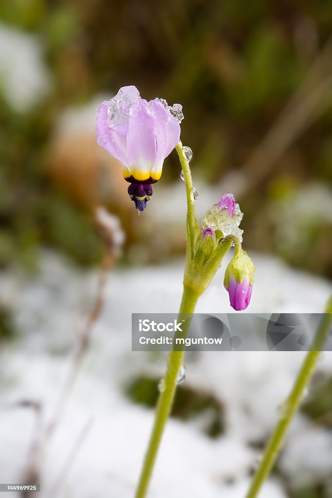 Shooting Star Dziki kwiat w śniegu - Zbiór zdjęć royalty-free (Biały)