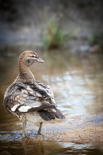 Female Wood Duck on the water’s edge grooming and stretching
