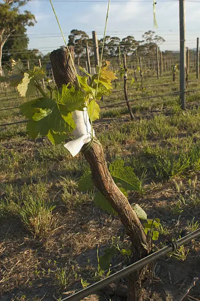 A Sauvignon Blanc scion is grafted to a rootstock in the Adelaide Hills wine region of Australia.