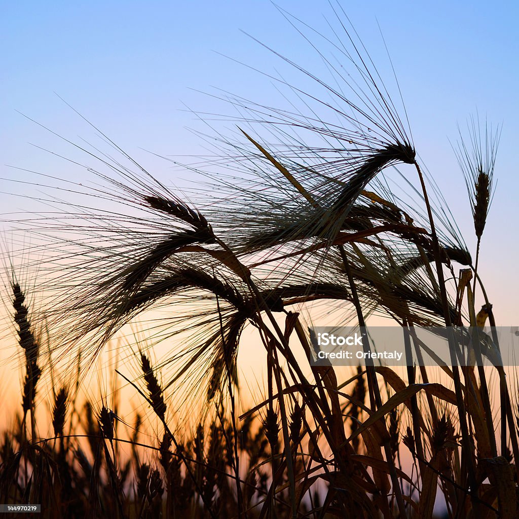 Trigo no pôr do sol - Foto de stock de Agricultura royalty-free