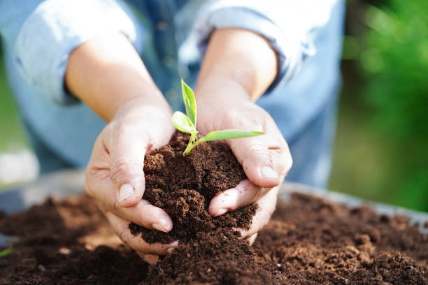 istock Tree growing with hand, eco earth day, save world, save earth, go green 1449702437