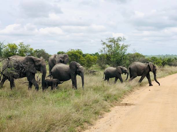 istock Elephant’s family 1449707108