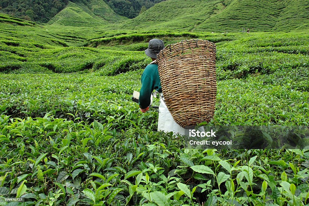 Raccolta di tè - Foto stock royalty-free di Agricoltura