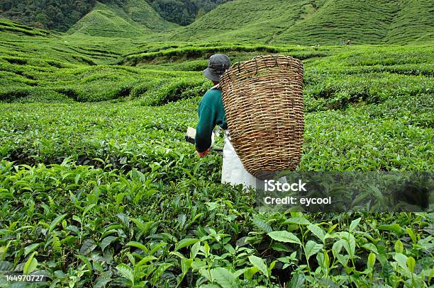 Raccolta Di Tè - Fotografie stock e altre immagini di Agricoltura - Agricoltura, Ambientazione esterna, Camellia sinensis
