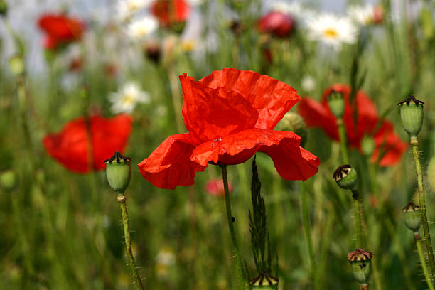 Poppy flowers stock photo