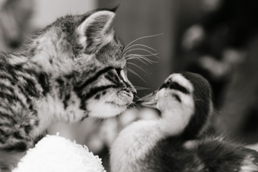 Looks like the kitten's saying 'give us a kiss'. Curious tabby kitten leaning closer to investigate the duckling. Very shallow depth of field, focus on the kitten's nose. Black and white image. 