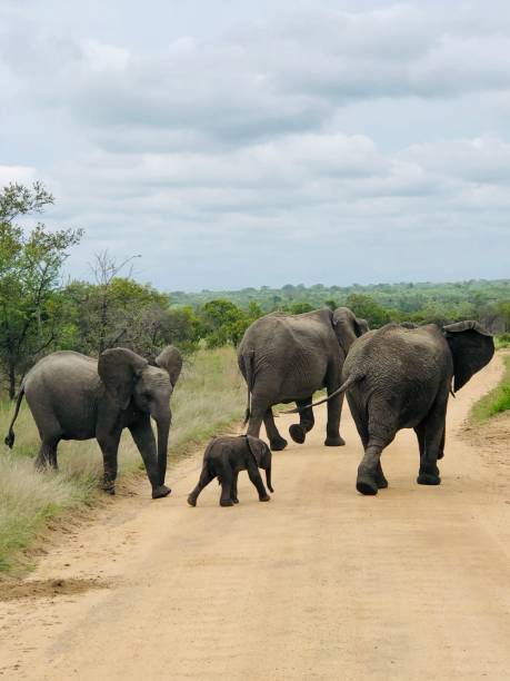 istock Elephant’s family 1449708153