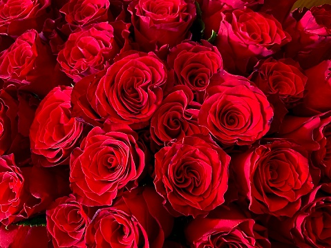 background of scarlet roses close-up, rose buds