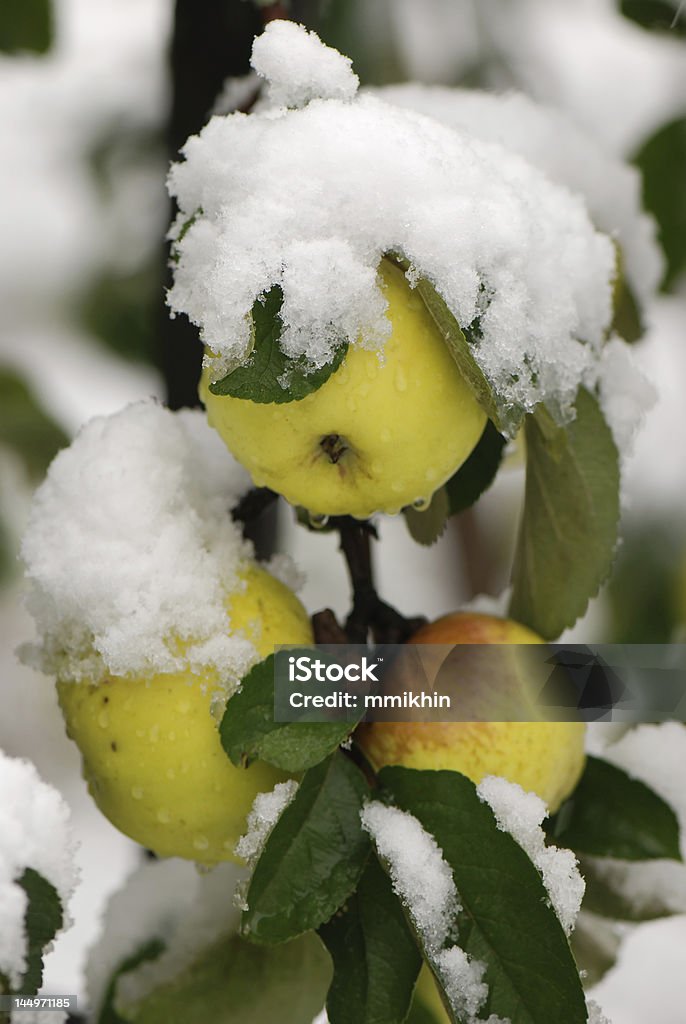 사과들 있는 인공눈 - 로열티 프리 0명 스톡 사진