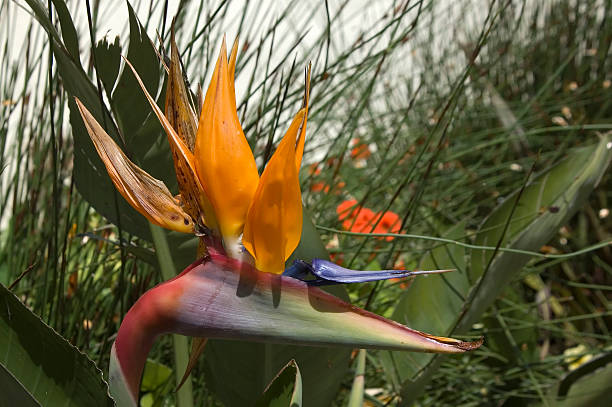 Bird of Paradise stock photo