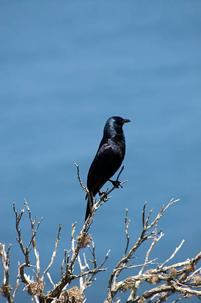 Black Bird in Tree stock photo