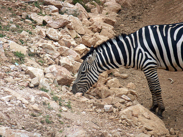 Zebra close up stock photo