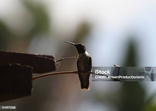 Out On A Limb Stock Photo - Download Image Now - Animal, Bird, Branch - Plant Part
