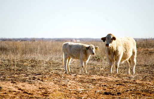 Pair of Charolais cows/cattle on some farmland in Clovis, New Mexico on Christmas Day (2007)