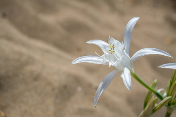 White Pancratium maritimum on the  beach, Crete island, Greece.