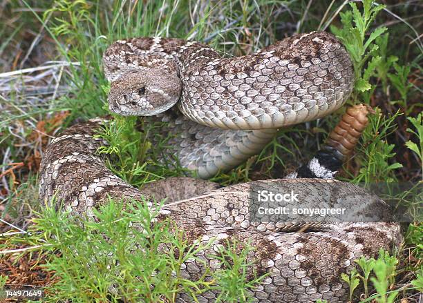 Photo libre de droit de Losange Style Western Dans Le Dos banque d'images et plus d'images libres de droit de Crotale - Vipère à fossettes faciales - Crotale - Vipère à fossettes faciales, Horizontal, Matière nocive