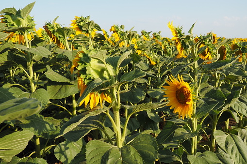 Agricultural sunflowers field. The Helianthus sunflower is a genus of plants in the Asteraceae family. Annual sunflower and tuberous sunflower. Blooming bud with yellow petals. Serbia agriculture.