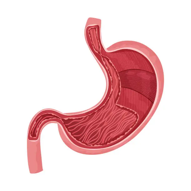 Vector illustration of Human stomach inside with detailed muscle layer
