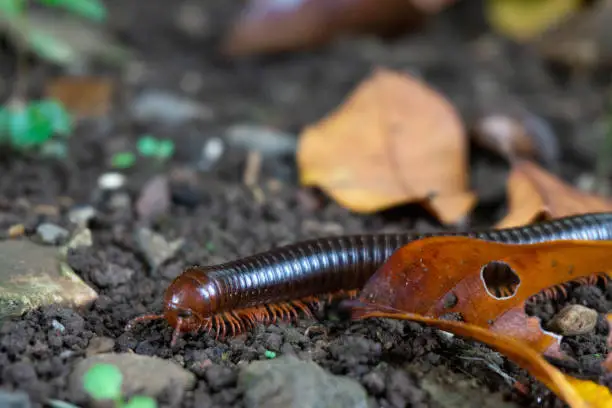 Photo of a centipede crawling on the ground with dry leaves falling on the ground