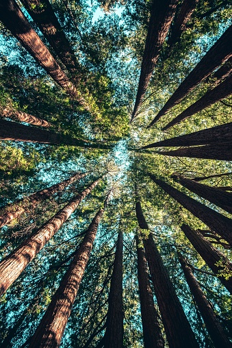 Treetops at Yosemite National Park, United States