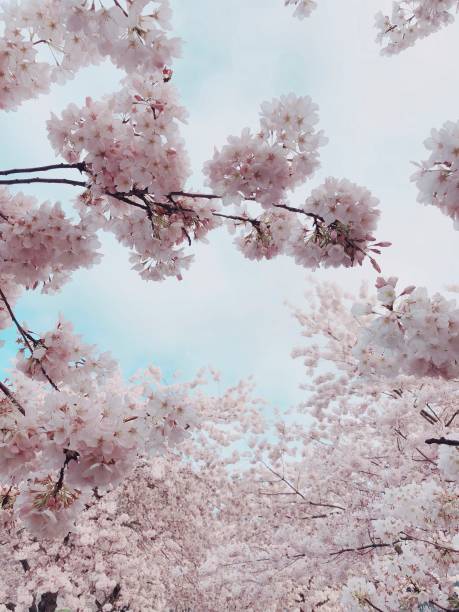 portland waterfront cherry blossoms, united states - portland oregon oregon waterfront city imagens e fotografias de stock