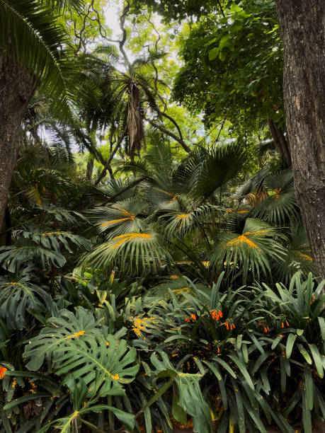 istock Tropical landscape of plant 1449733722