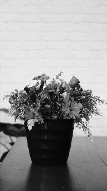 istock A beautifull flower in black and white 1449736395