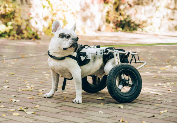 istock Dog's mobility problems concept. Dog with disabilities on a walk in wheel cart. Disabled paralysed french bulldog walking in wheelchair 1449737357