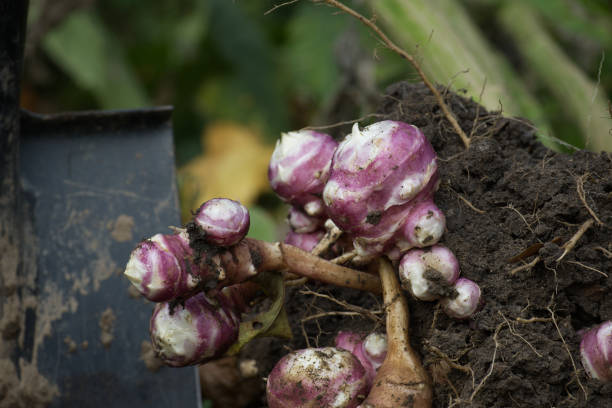 istock Harvesting Topinambur (Helianthus tuberosus) from the soil 1449737957