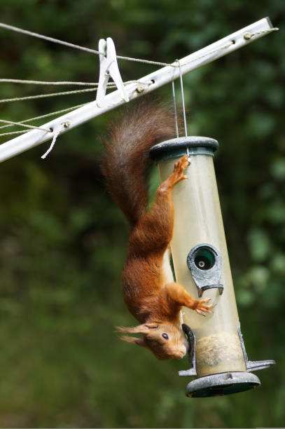 istock Close-up of squirrel hanging on a bird feeder 1449738719