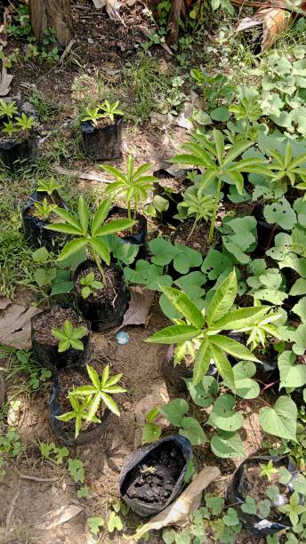 istock Amorphophallus muelleri plant 1 1449738877