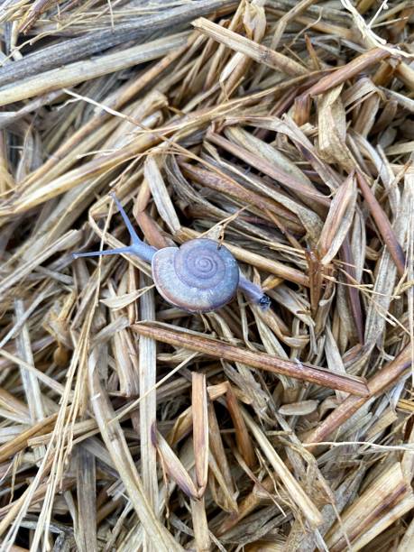 Snail Shell Cubby 1,700+ Autumn Snail Photo Shell Stock Photos, Pictures & Royalty-Free ...