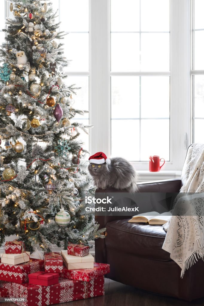Cute grey cat in Santa hat sitting beside Christmas tree with presents Cute grey cat in Santa hat sitting on a chair by a large bright window beside Christmas tree with presents Animal Stock Photo