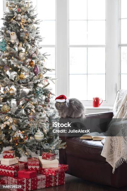 Cute Grey Cat In Santa Hat Sitting Beside Christmas Tree With Presents Stock Photo - Download Image Now
