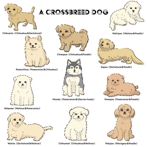 かわいい人気の混合犬の手描きの線画ベクターイラストセット - dog mixed breed dog puppy white background点のイラスト素材／クリップアート素材／マンガ素材／アイコン素材