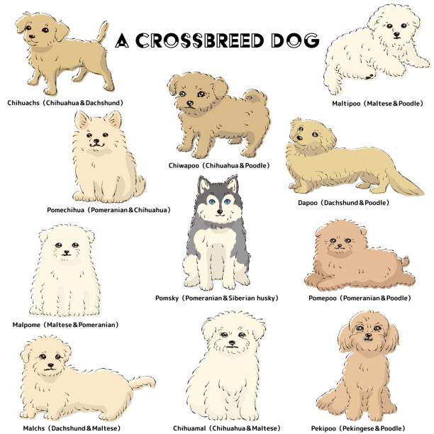 かわいい人気の混合犬の手描きの線画ベクターイラストセット - dog mixed breed dog puppy white background点のイラスト素材／クリップアート素材／マンガ素材／アイコン素材