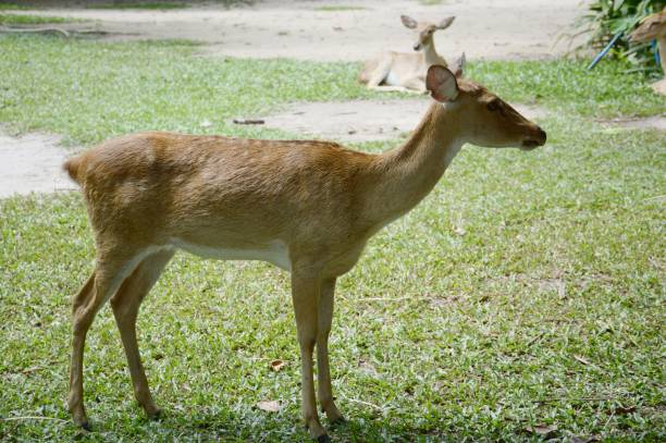 istock deer in country farm 1449743962