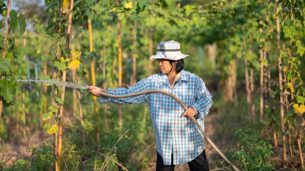 Female farmer. agriculture and cultivation concept. Thailand