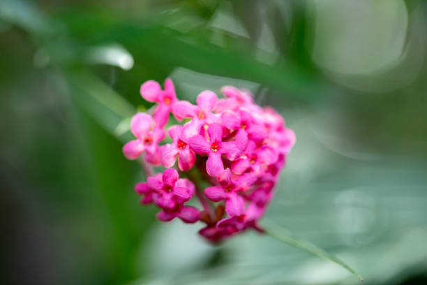 Pink panama rose, Rondeletia sp. Blurred background.