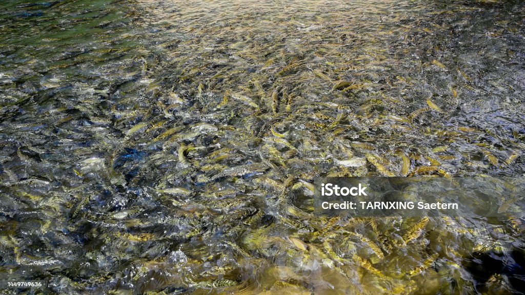 Poropuntius Normani Smith Feed The Fish Stock Photo Download Image