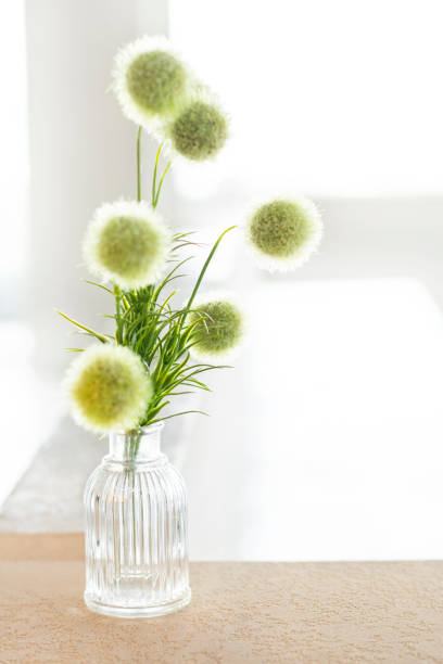 istock a platform for photographing plants and products 1449751314