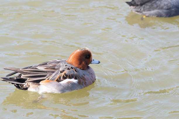 istock Wigeon male swimming on pond 1449752085