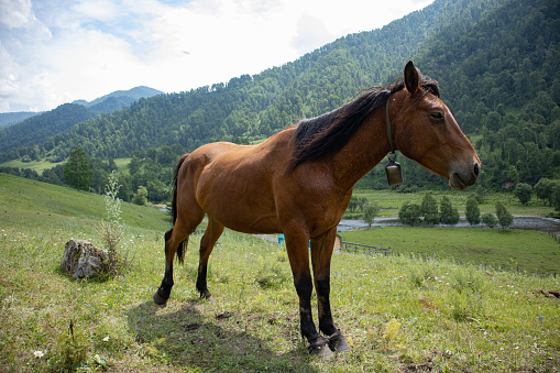 A beautiful horse grazes on a green meadow in the mountains. High quality photo